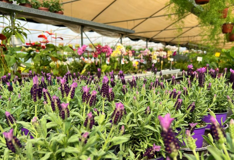 Vivaio lavanda